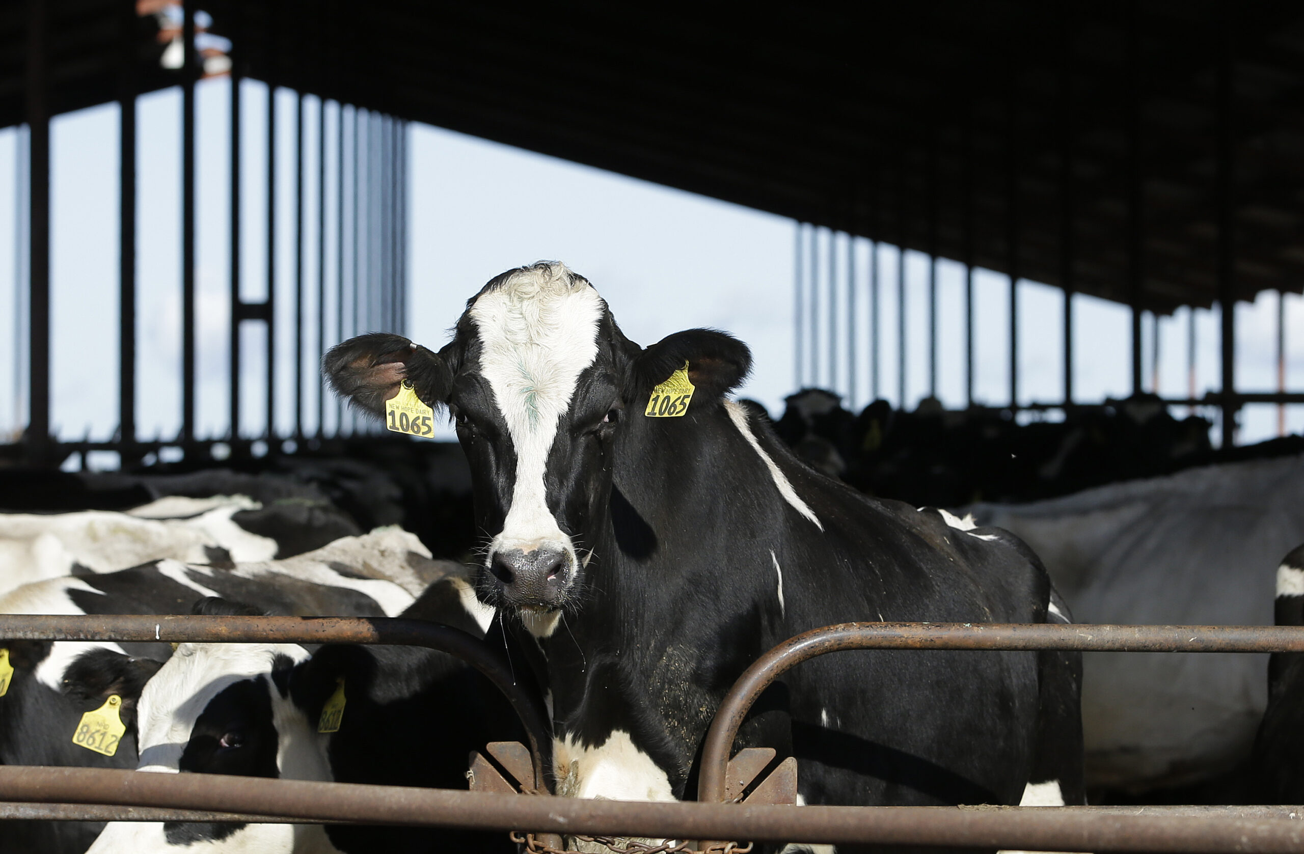 Animal Rights Group Releases Video Of Dairy Workers Kicking, Punching Cows  - WPR