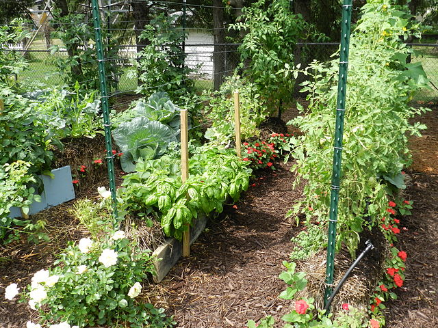 straw bale gardening 2, Grady James (CC)