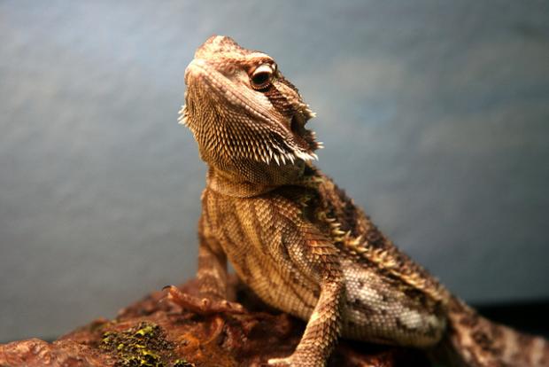 bearded dragon, Richard Elzey (CC-BY)