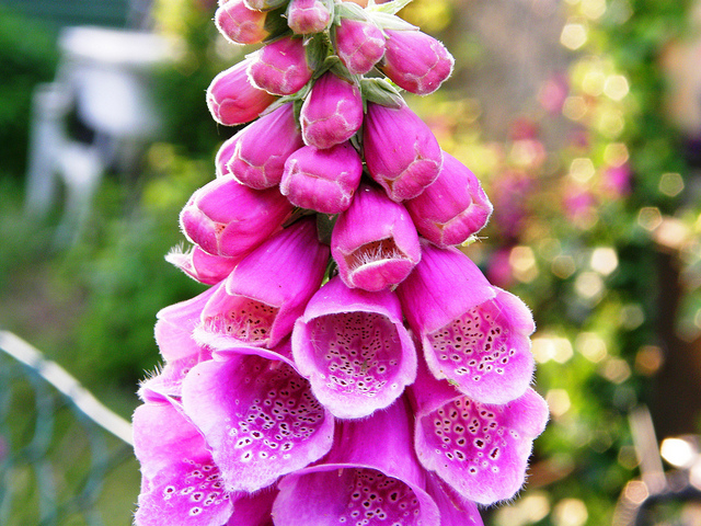 foxglove, Manu (CC-BY-SA)