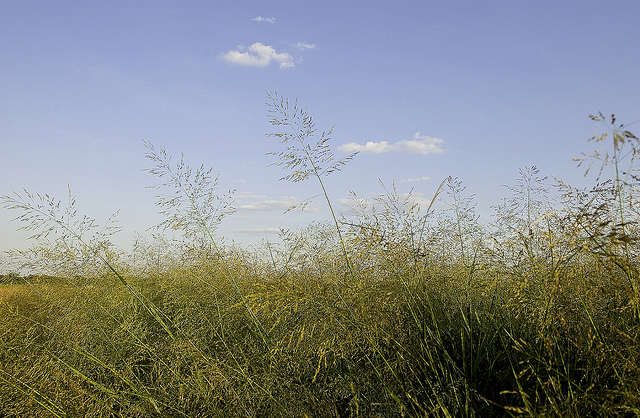 switchgrass, Noble Foundation (CC-BY-NC-ND)