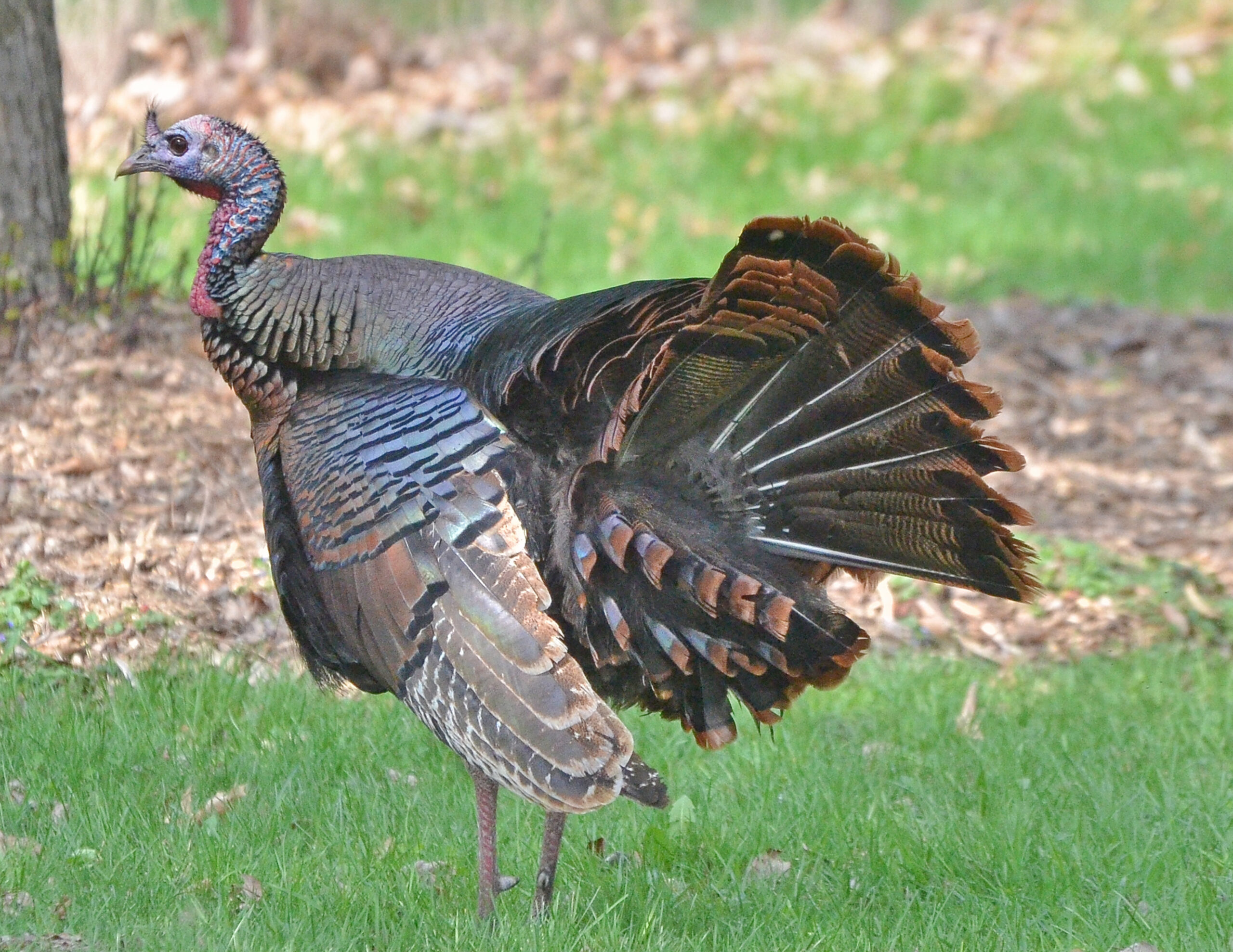 Lawmakers Look To Add Turkeys To Hunting Meat Donation Program