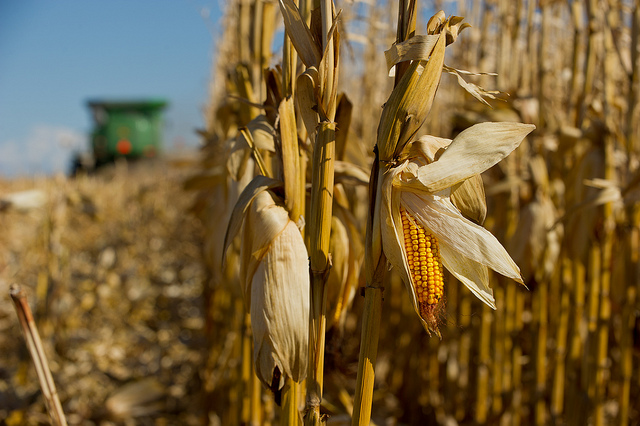 Corn stalks.