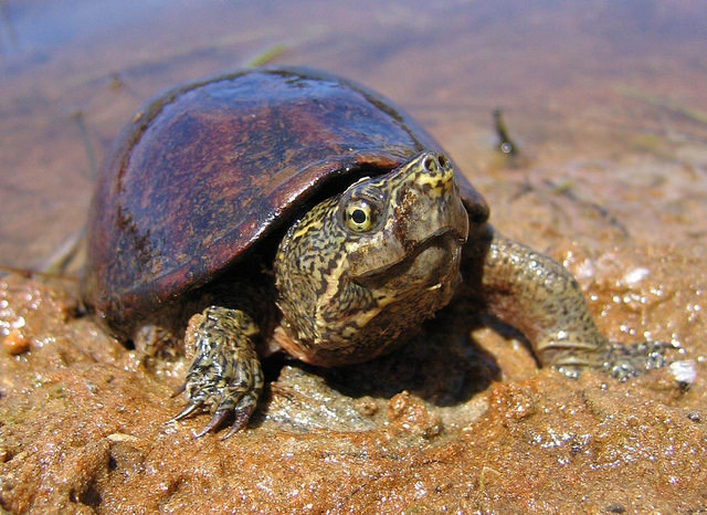 Eastern musk turtle.