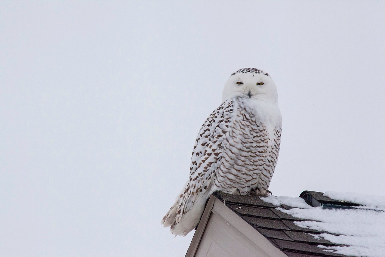 Snowy owl on rooftop