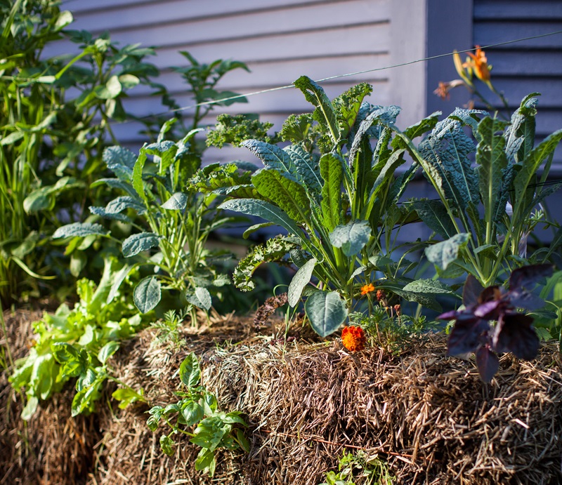 Straw Bale Garden