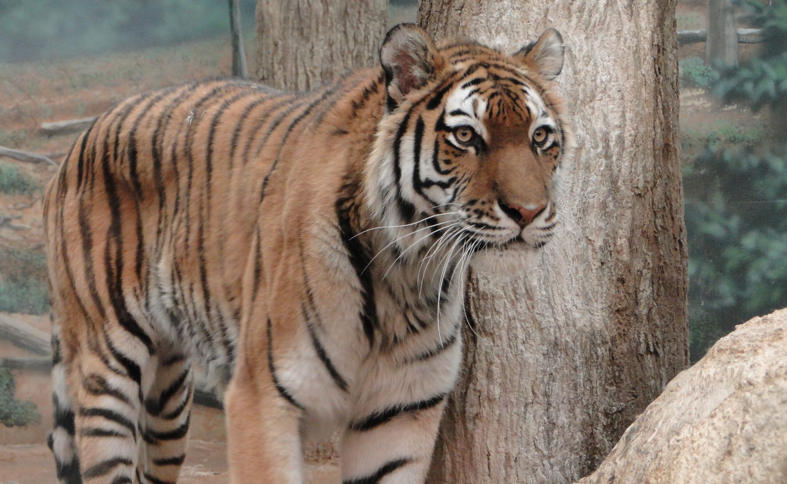 Tiger at the Milwaukee County Zoo