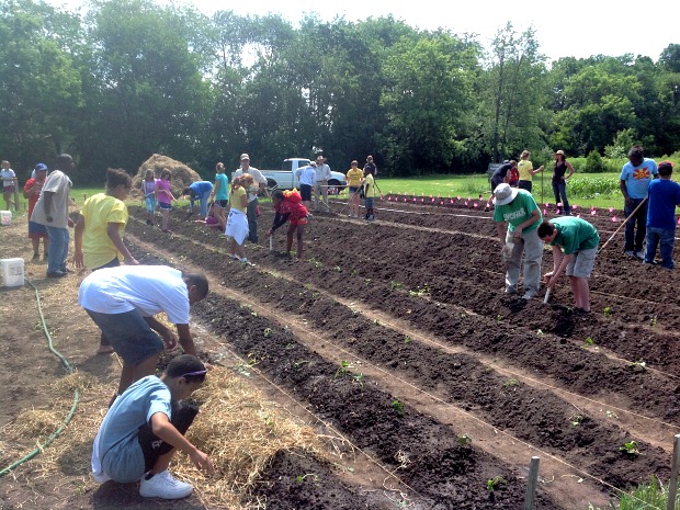 Planting sweet potato slips with middle school students, Community Groundworks interns, and Master Gardener Volunteers.