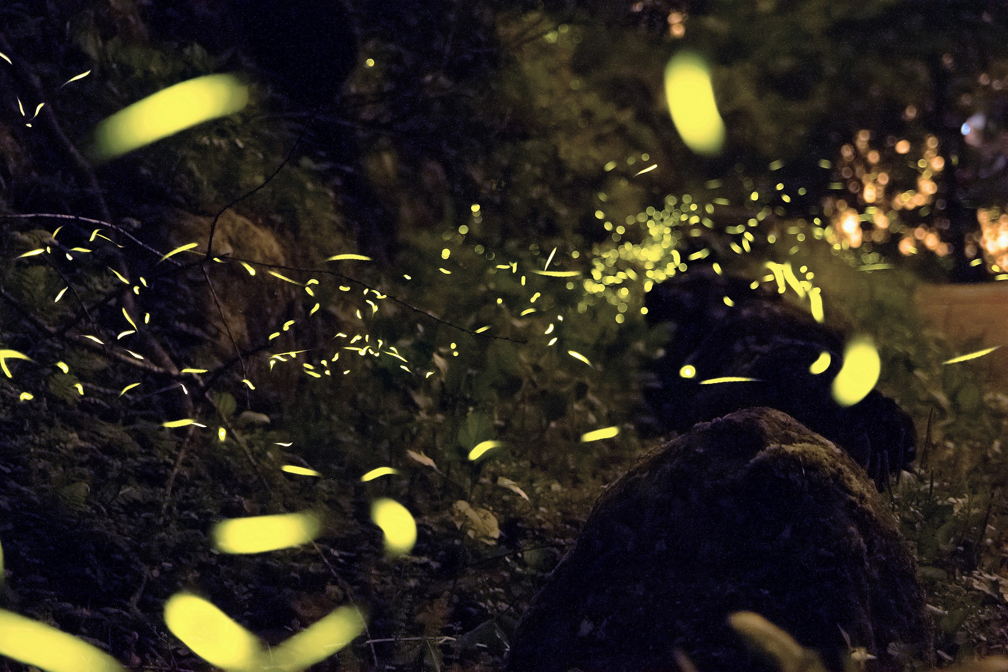 Fireflies in Taiwan