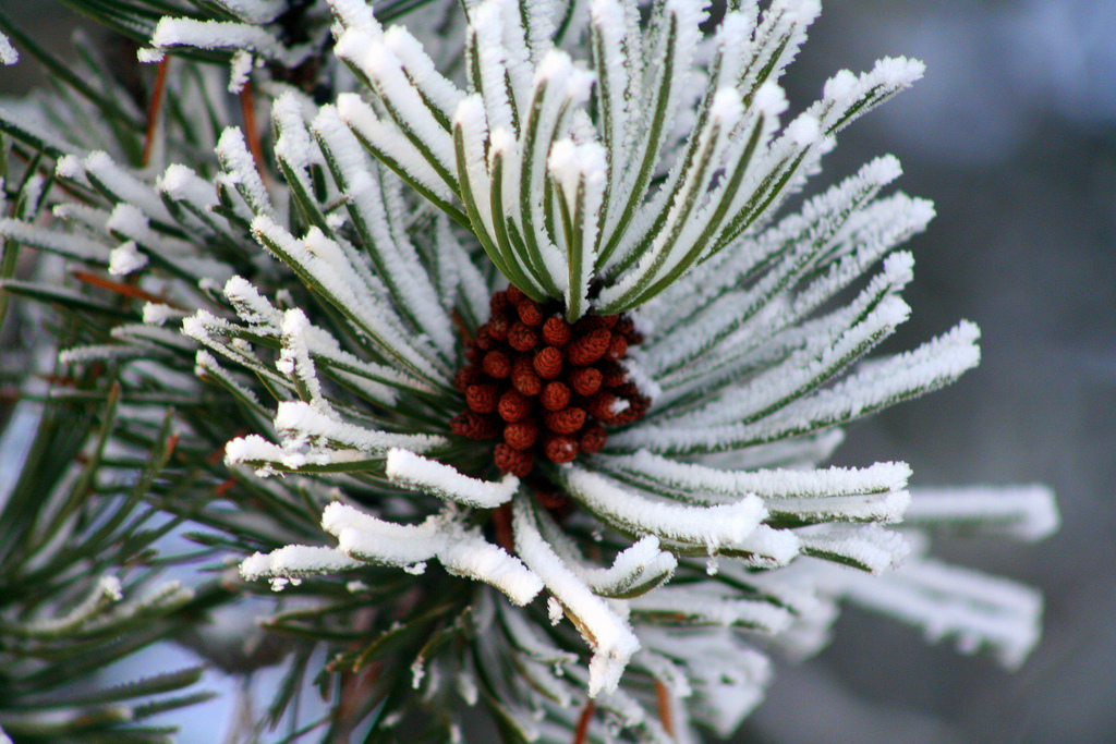 Evergreen tip with snow