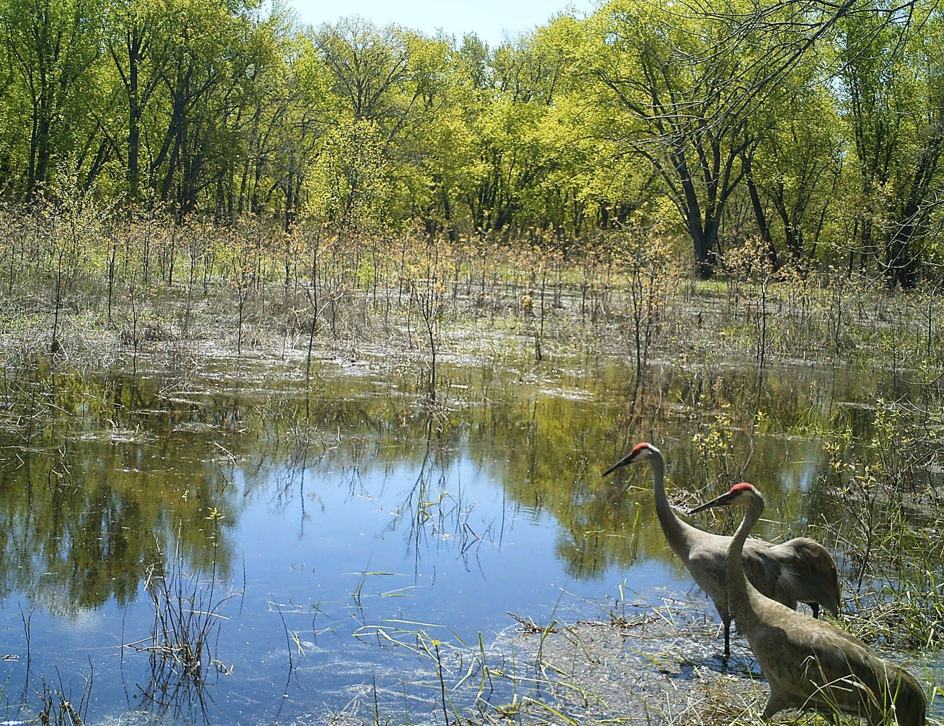 Cranes in a young floodplain forest