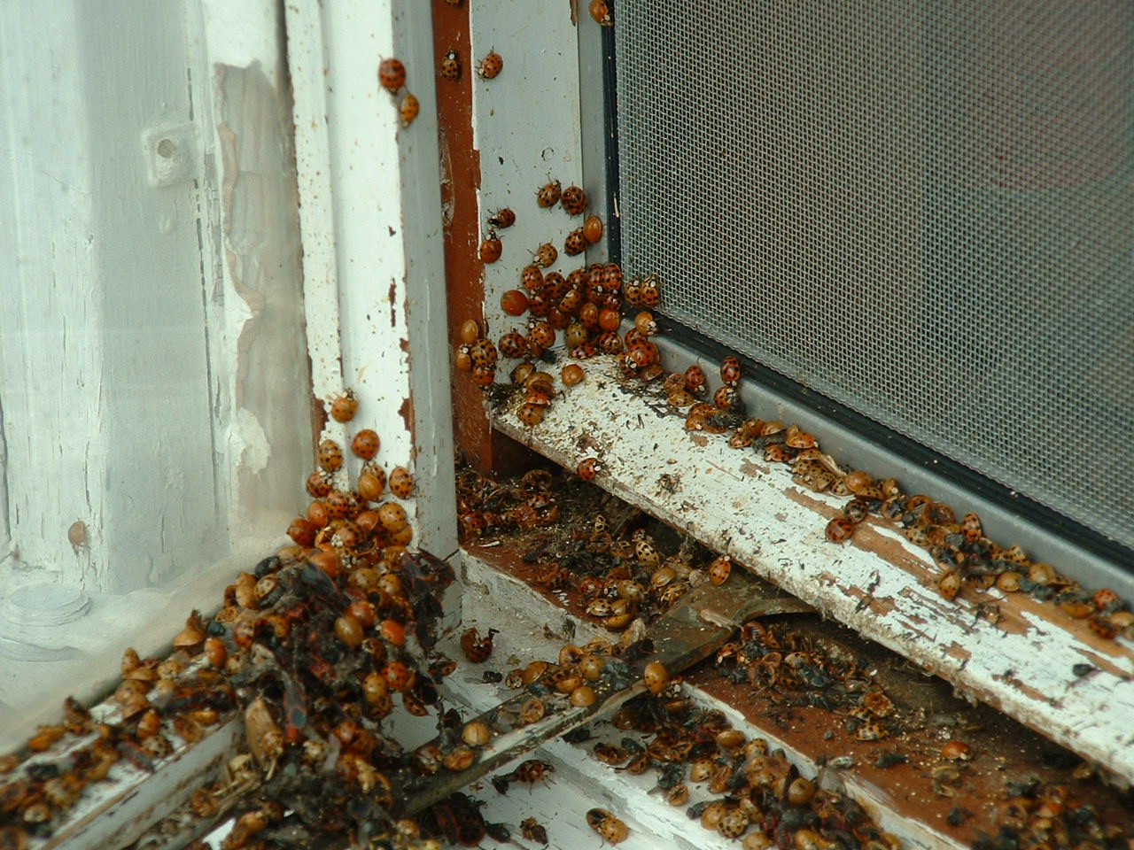 Asian Lady Beetles