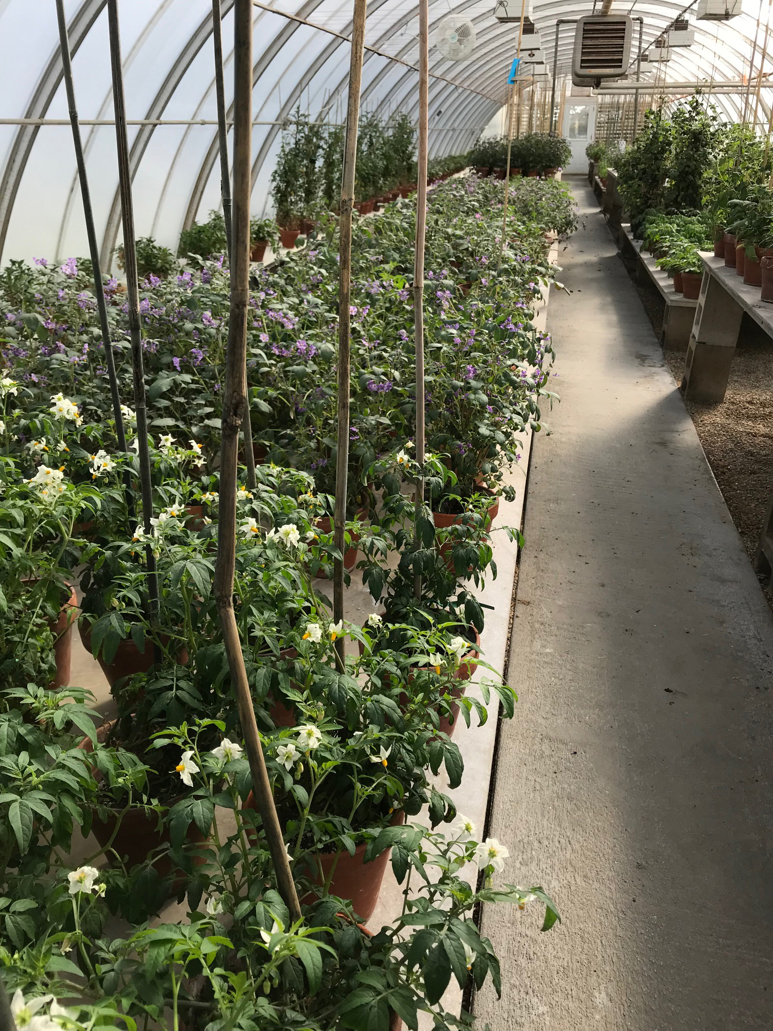 Potato plants growing