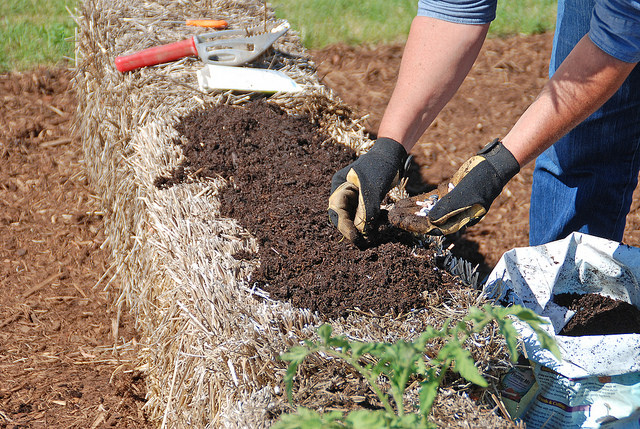 The ‘magic’ of straw bale gardening is in the compost