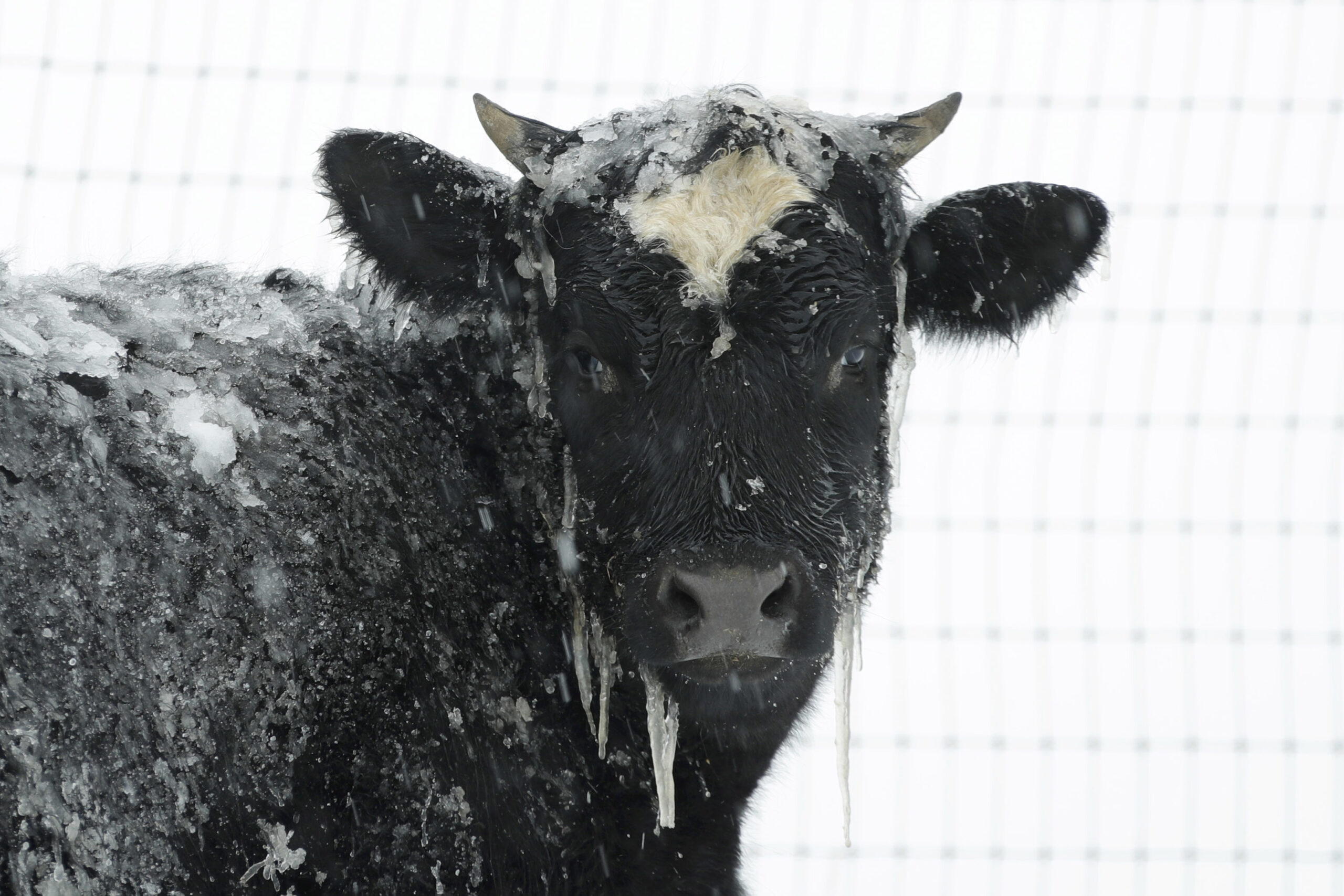Cow in the winter