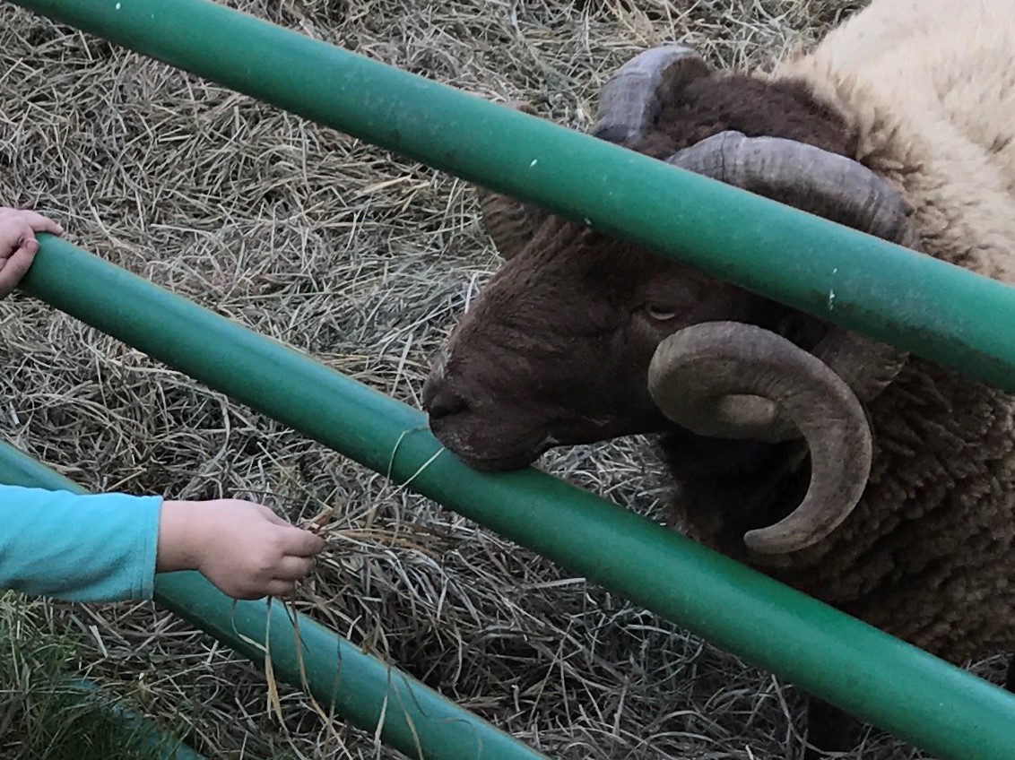 Sheep Farm Kid Child Ranch