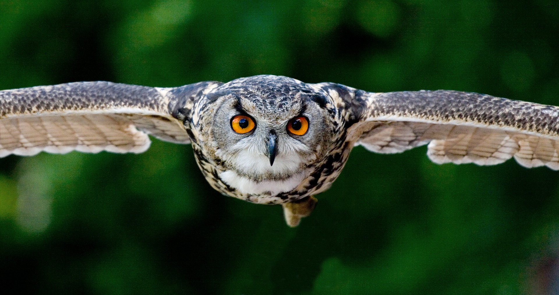 owl in flight