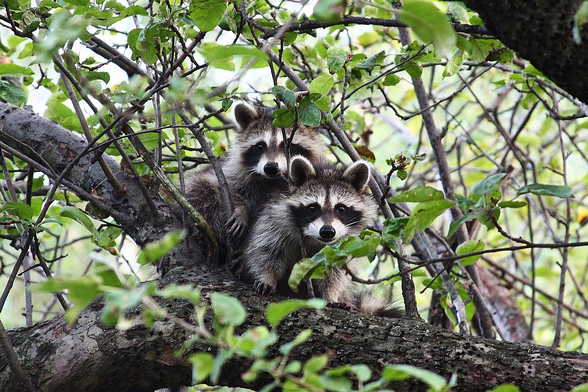 two raccoons in tree