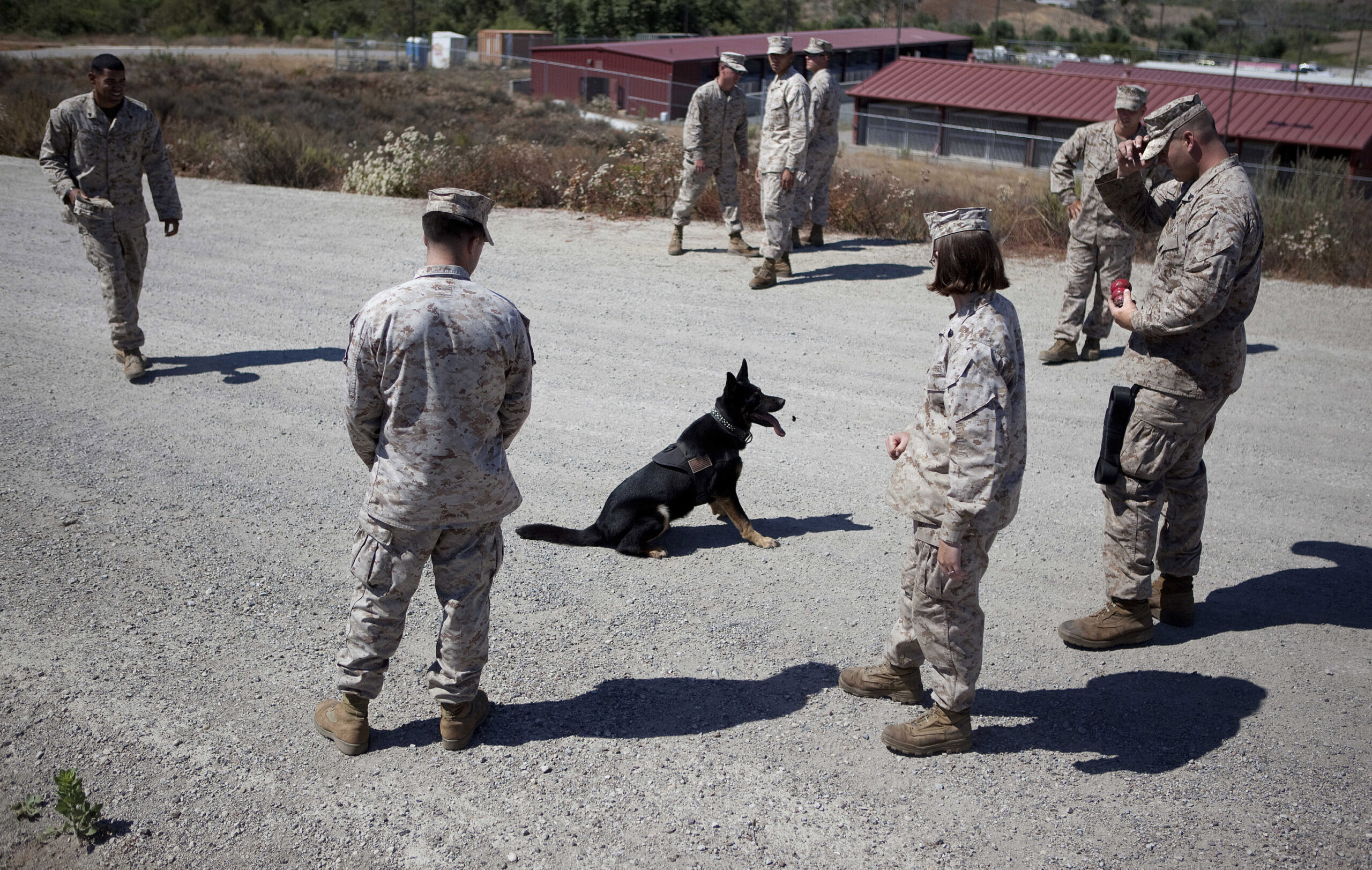 Military Working Dogs Service K9 Marines