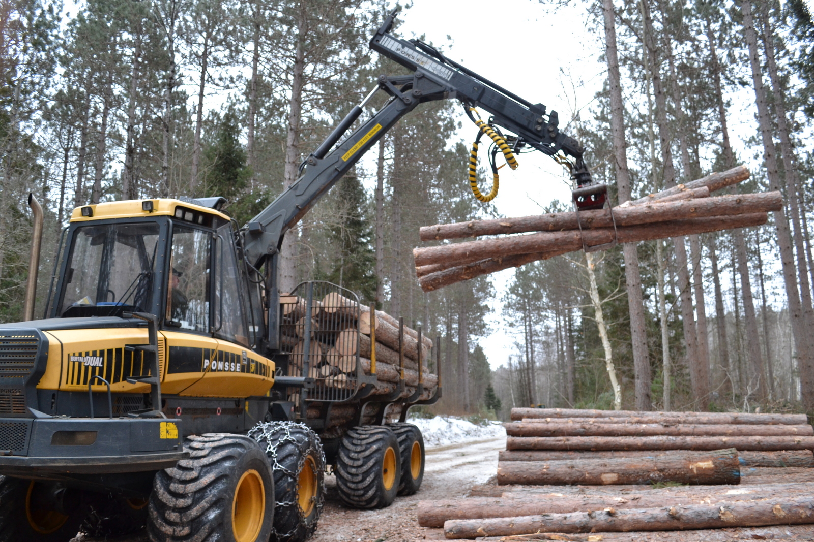 A forwarder stacks fresh cut logs