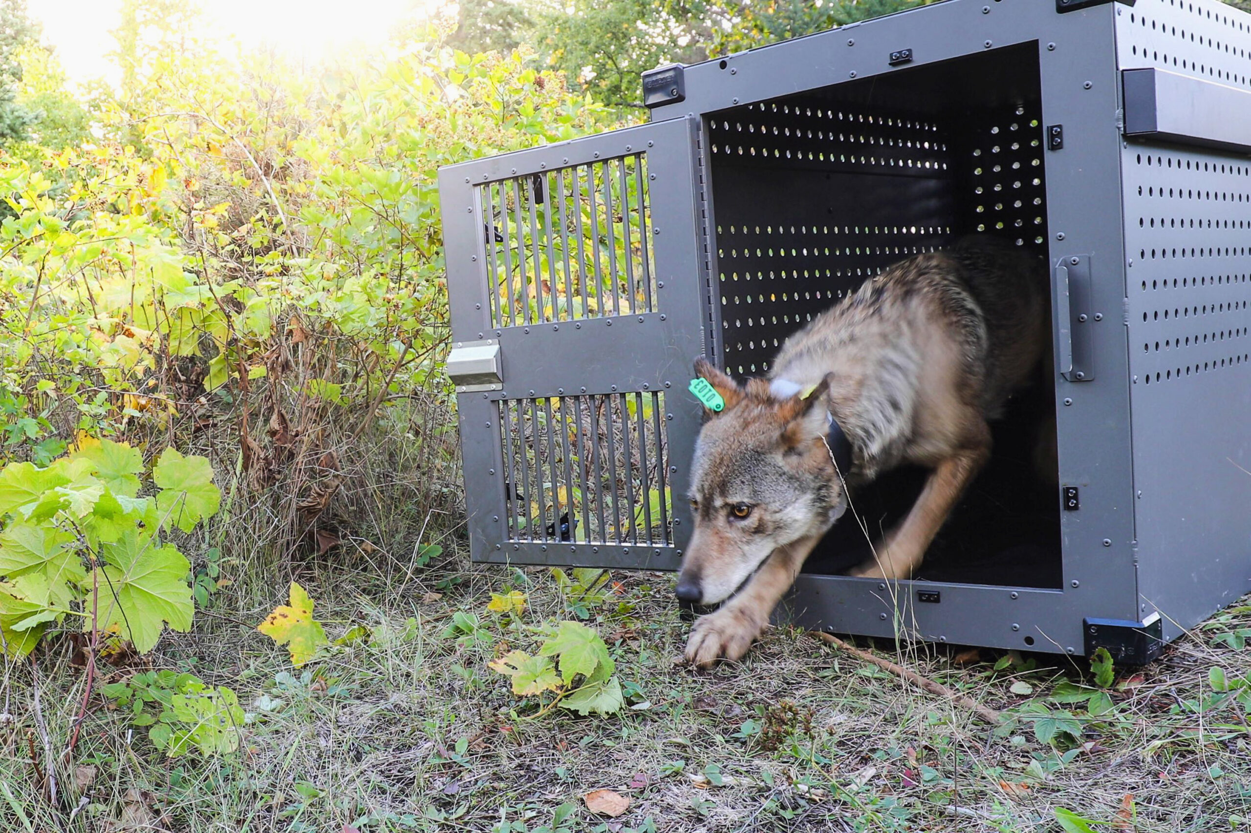 Pair Of Gray Wolves Relocated To Isle Royale National Park