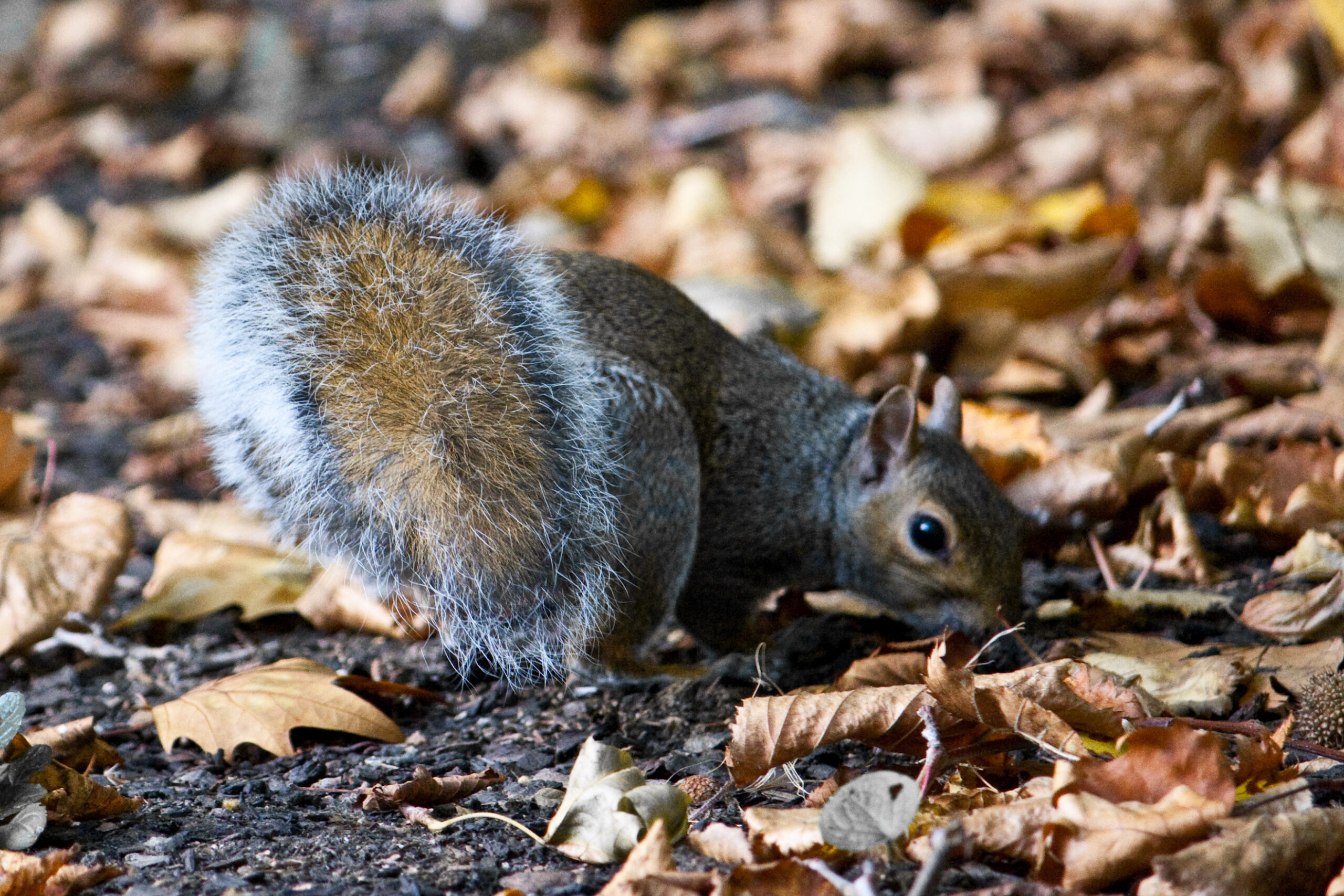 Squirrel with nuts in fall