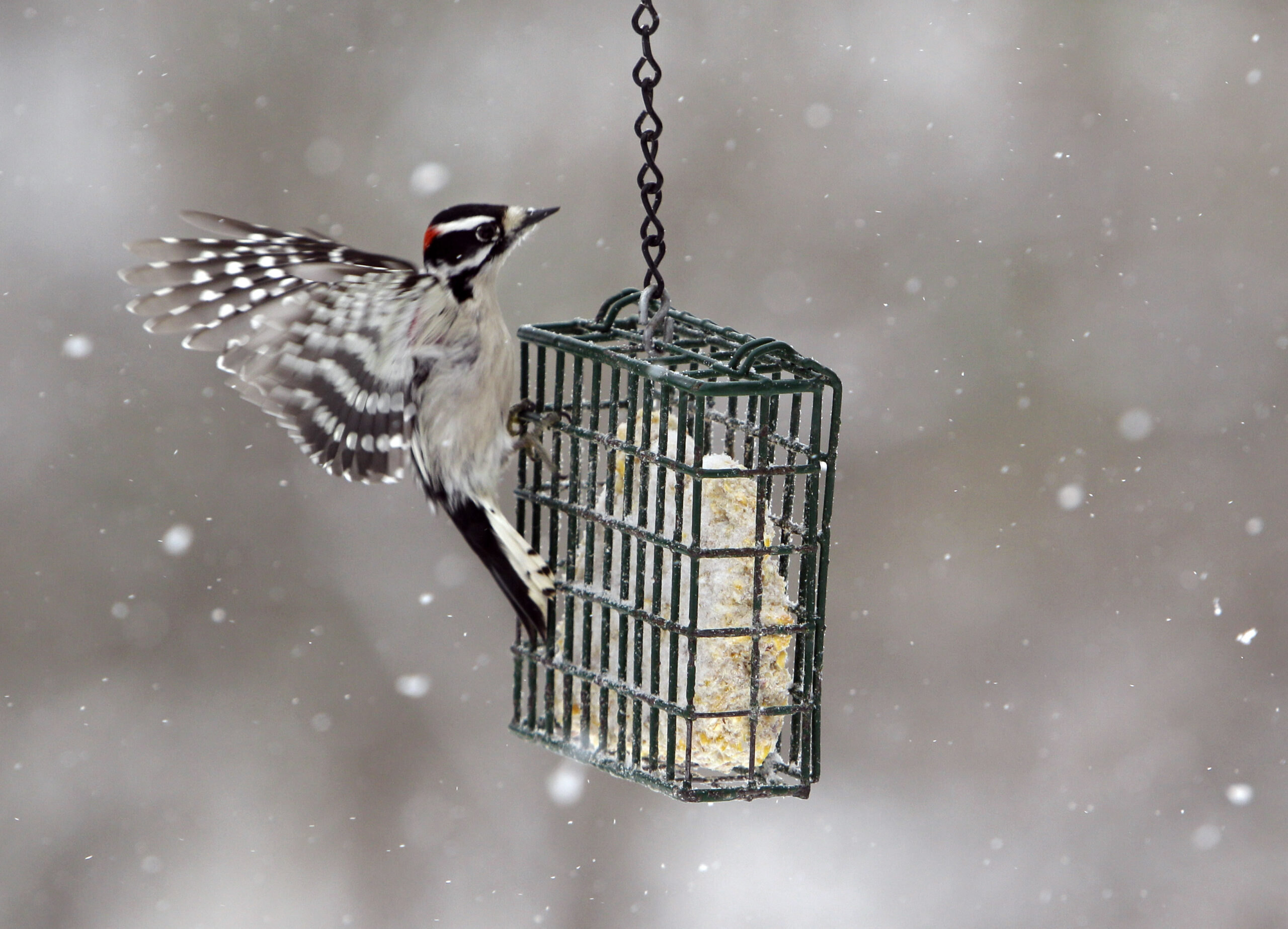 Downy woodpecker, snow, bird feeders, winter, bird watching