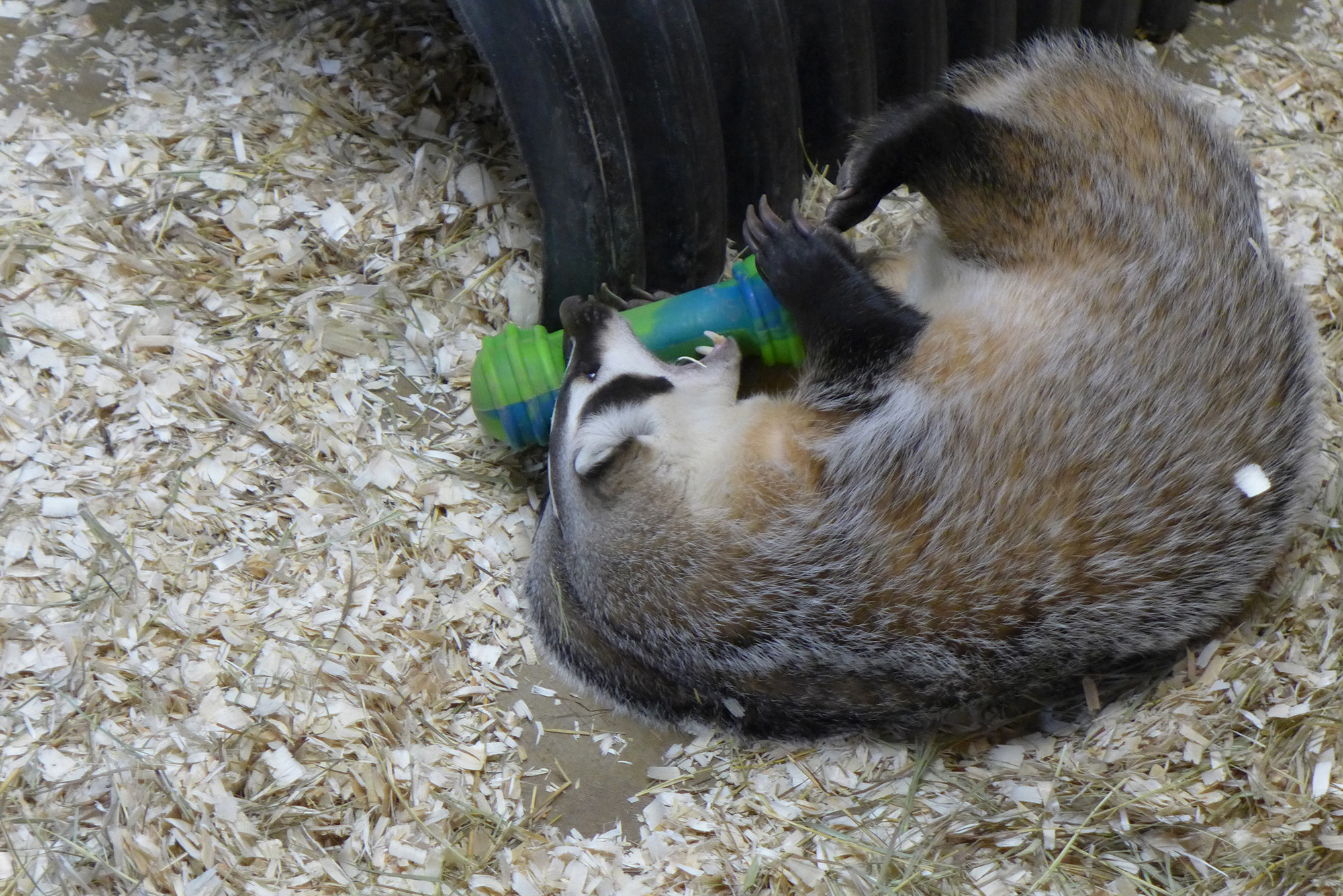 Badger chewing on toy