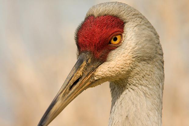 Greater Sandhill Crane Sanctuary Celebrates 40 Years - WPR
