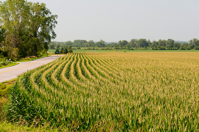 corn field in summer