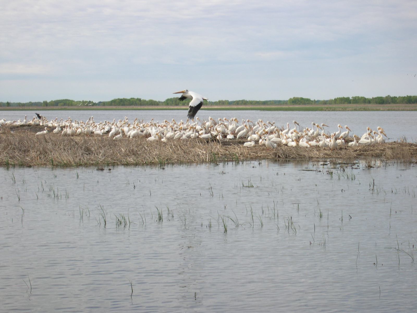 American white pelicans at Horicon National Wildlife Refuge