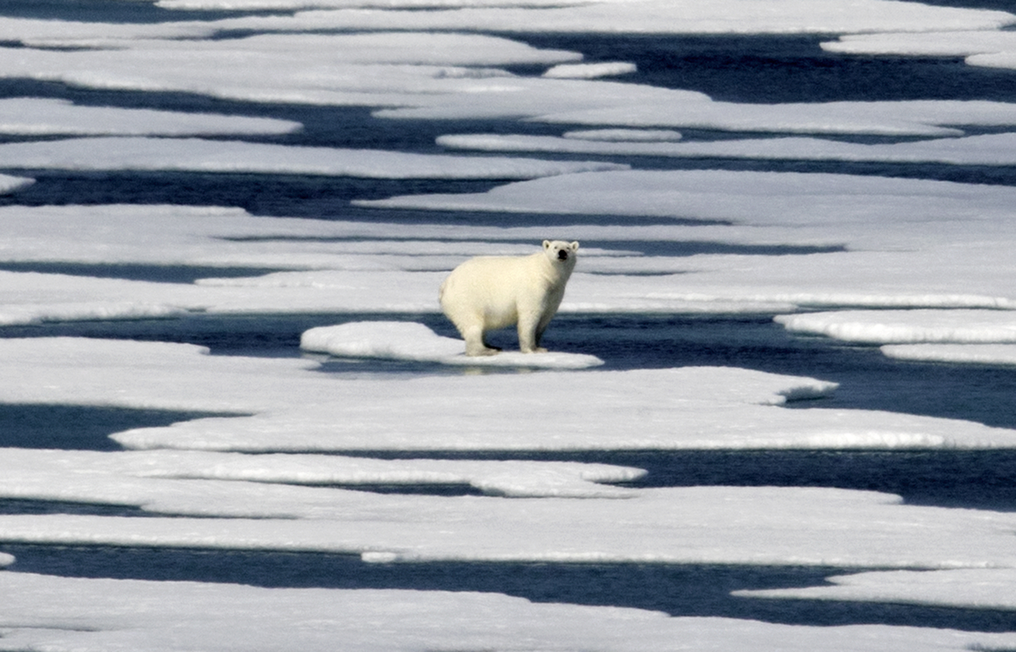 polar bear on ice in the Arctic