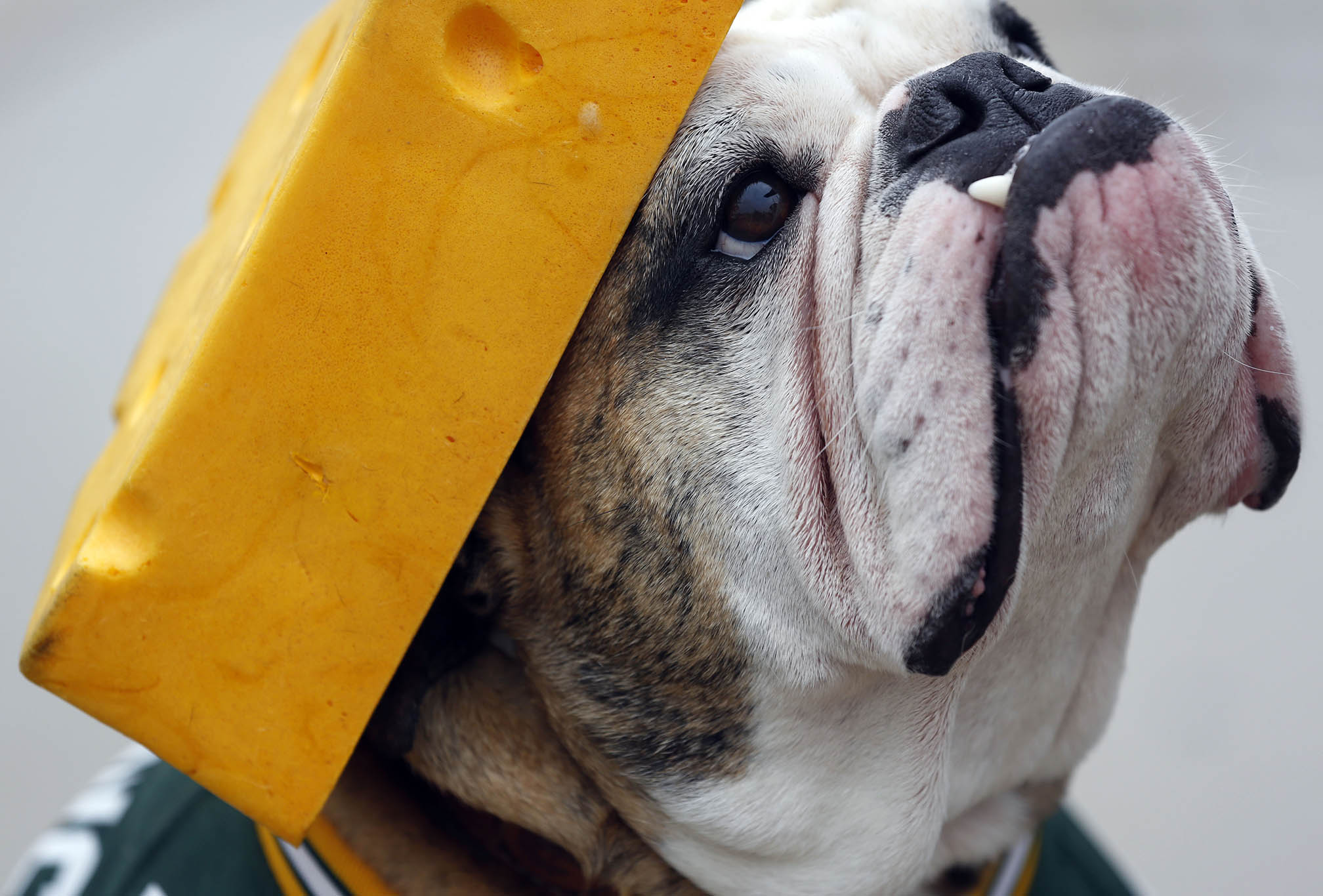 A dog wears a cheesehead