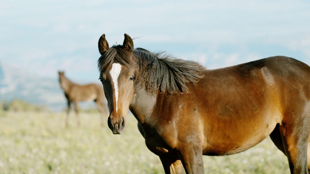 Nature:American Horses