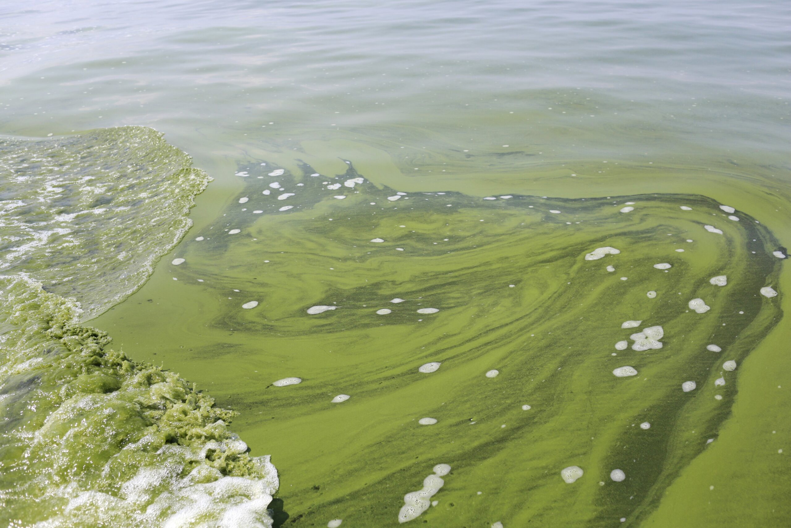 Algae Bloom Great Lakes