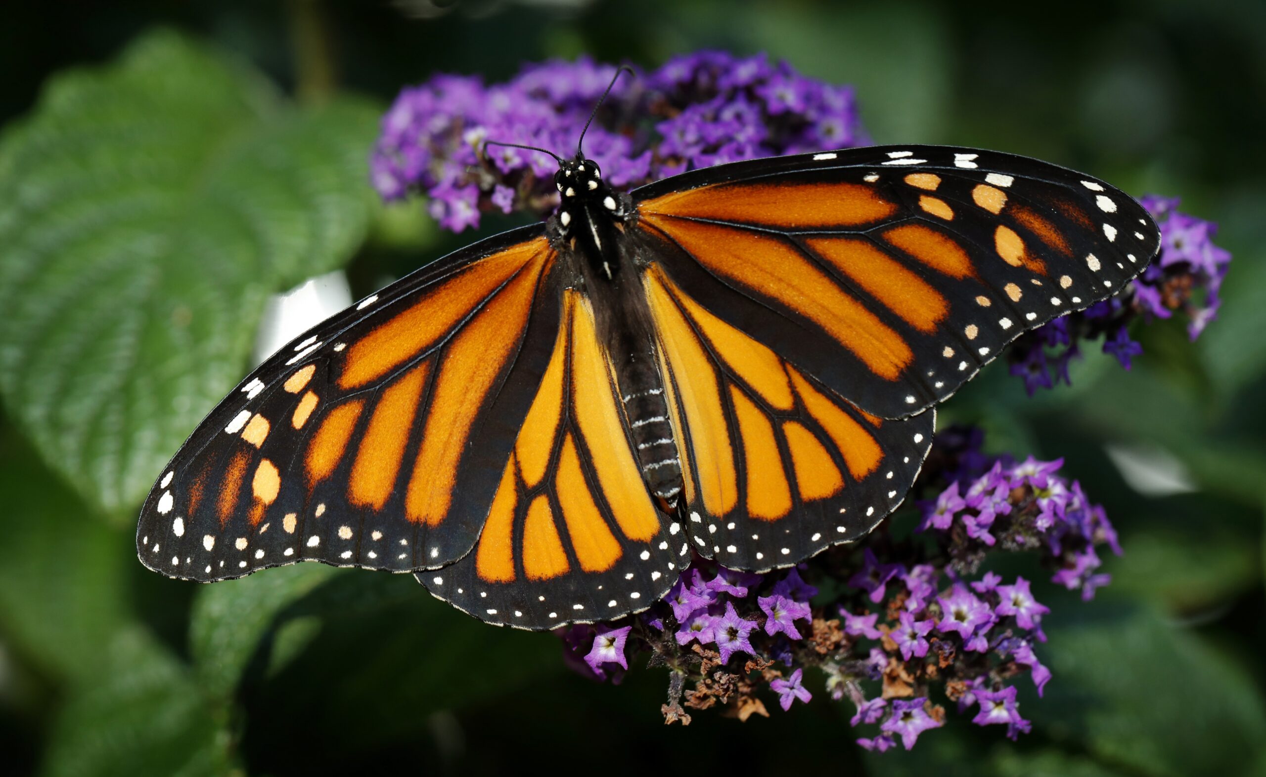 Study shows insecticides linked to Wisconsin monarch butterfly decline