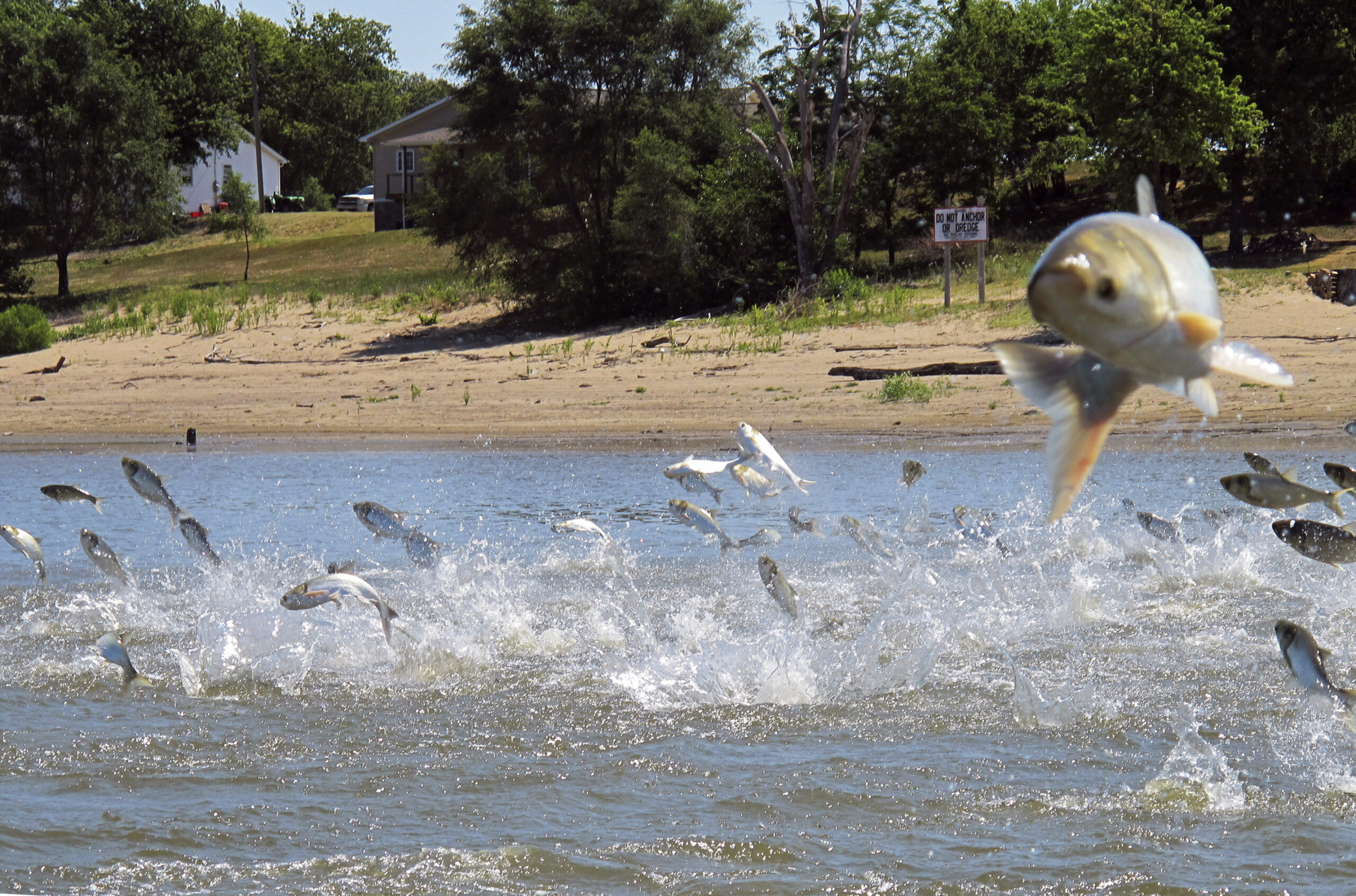 Asian carp in the Illinois River