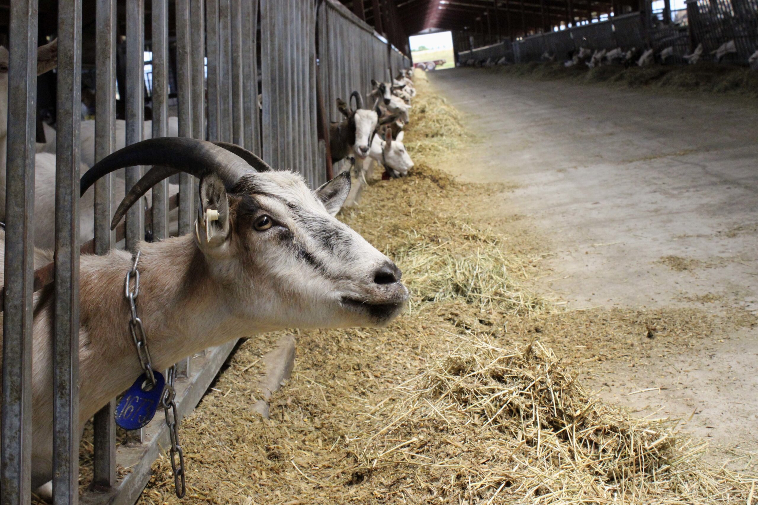Dairy goats feed at LaClare Farms near Pipe, Wis.