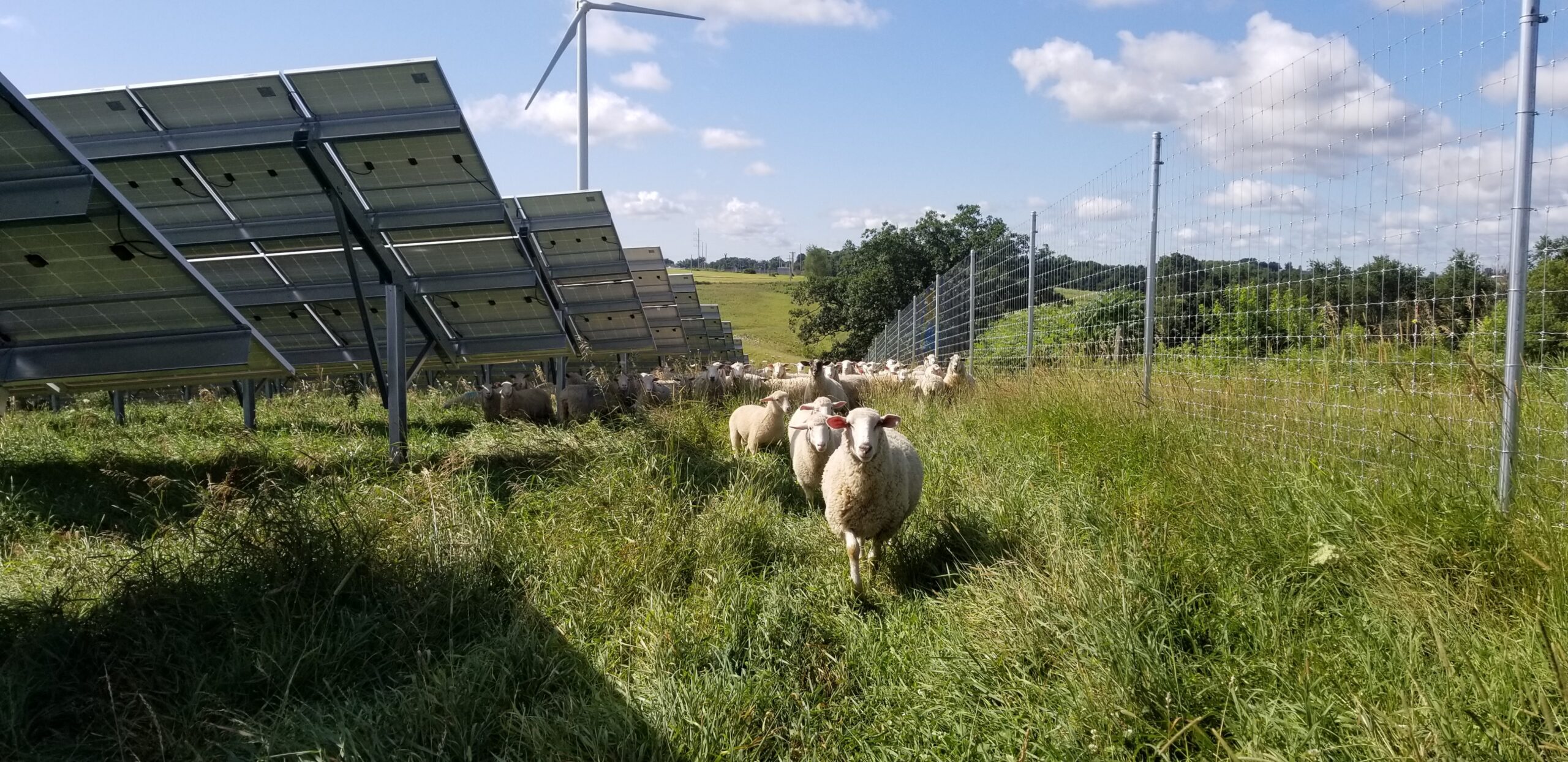 Sheep in Cashton Solar Project