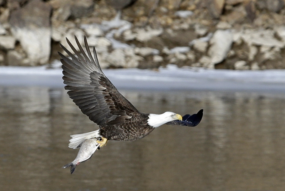 A bald eagle catches a fish