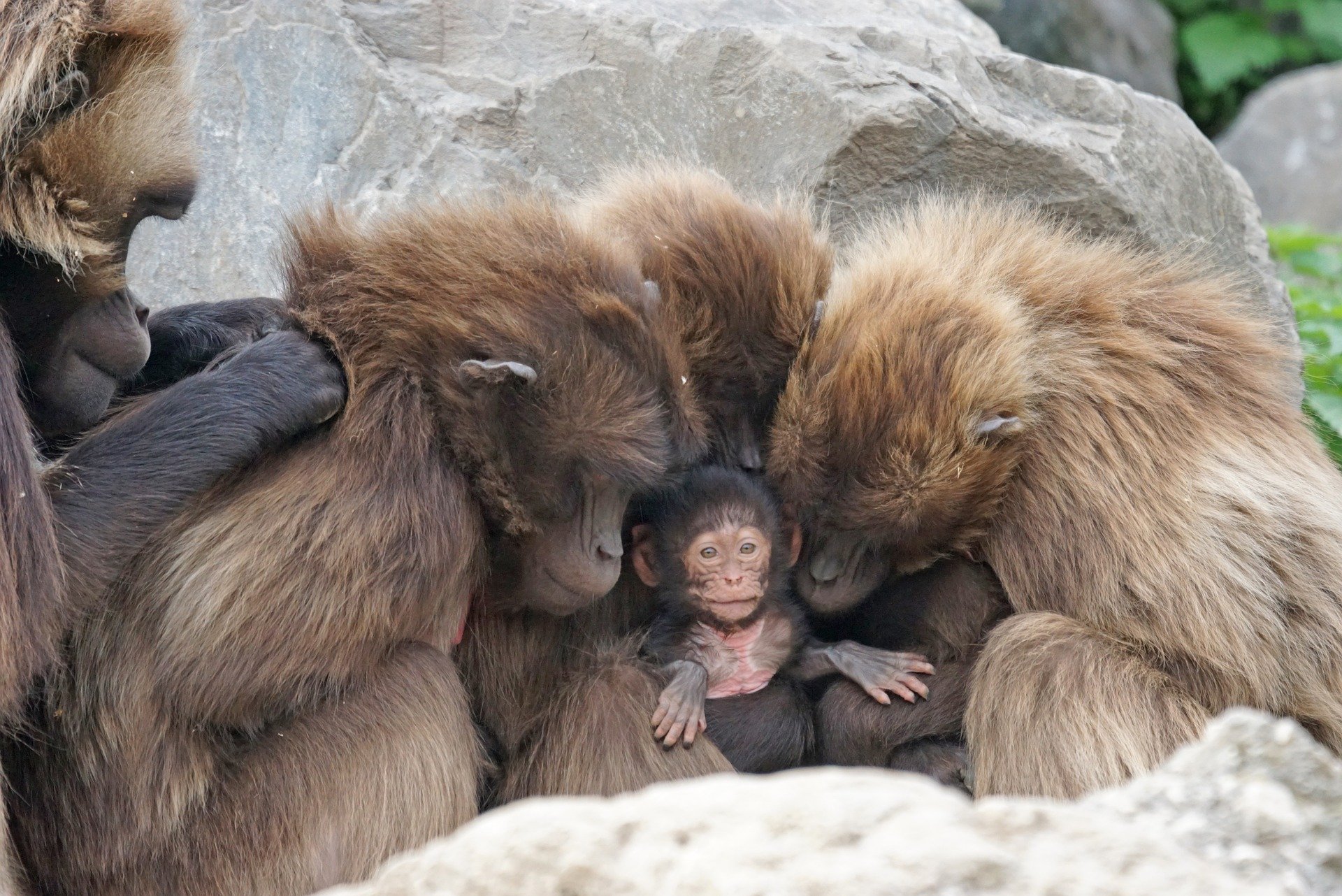 A gelada "baboon" family, a species of Old World monkey found only in the Ethiopian Highlands.