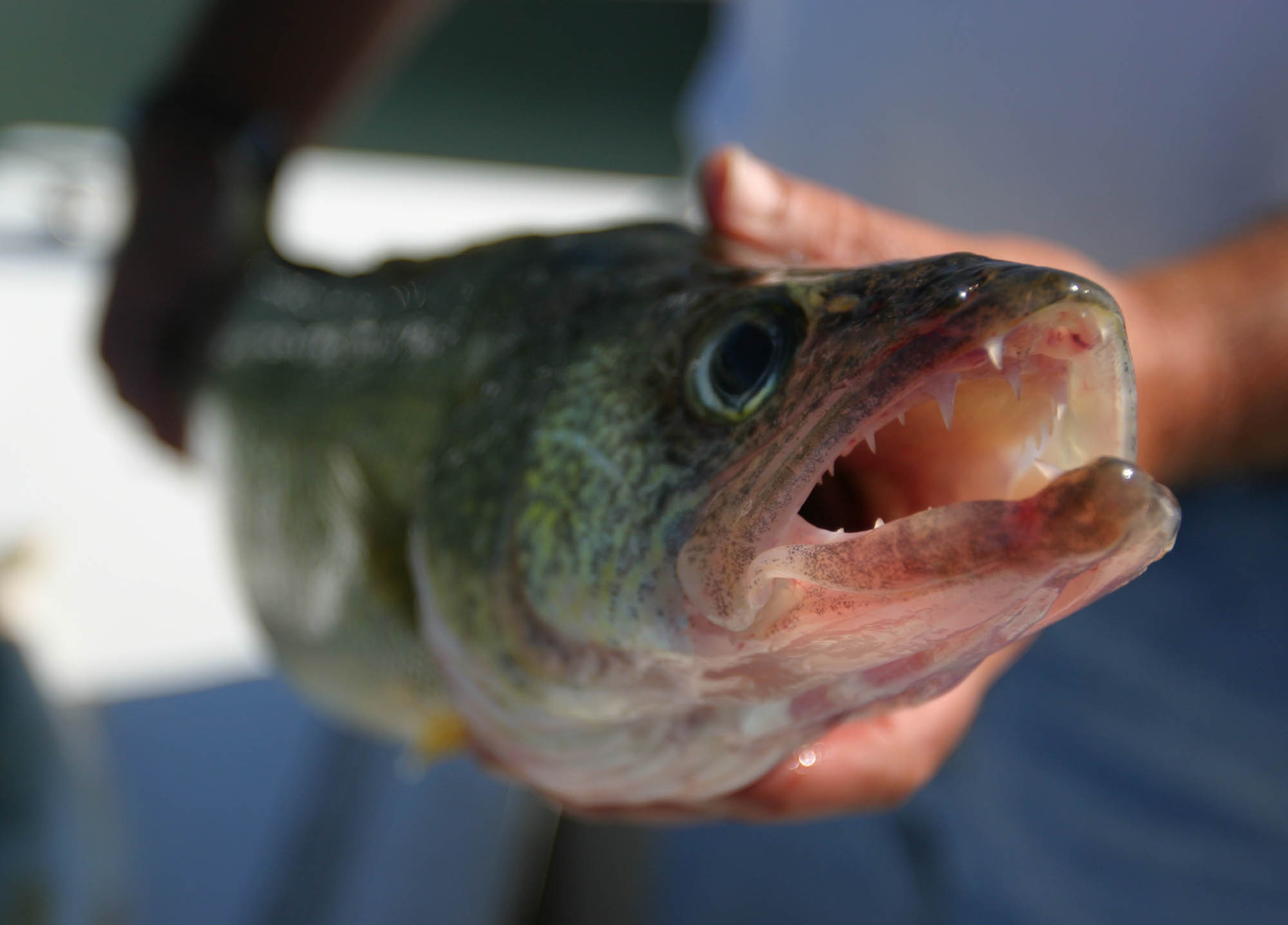 Lower fishing bag limits aim to help struggling walleye