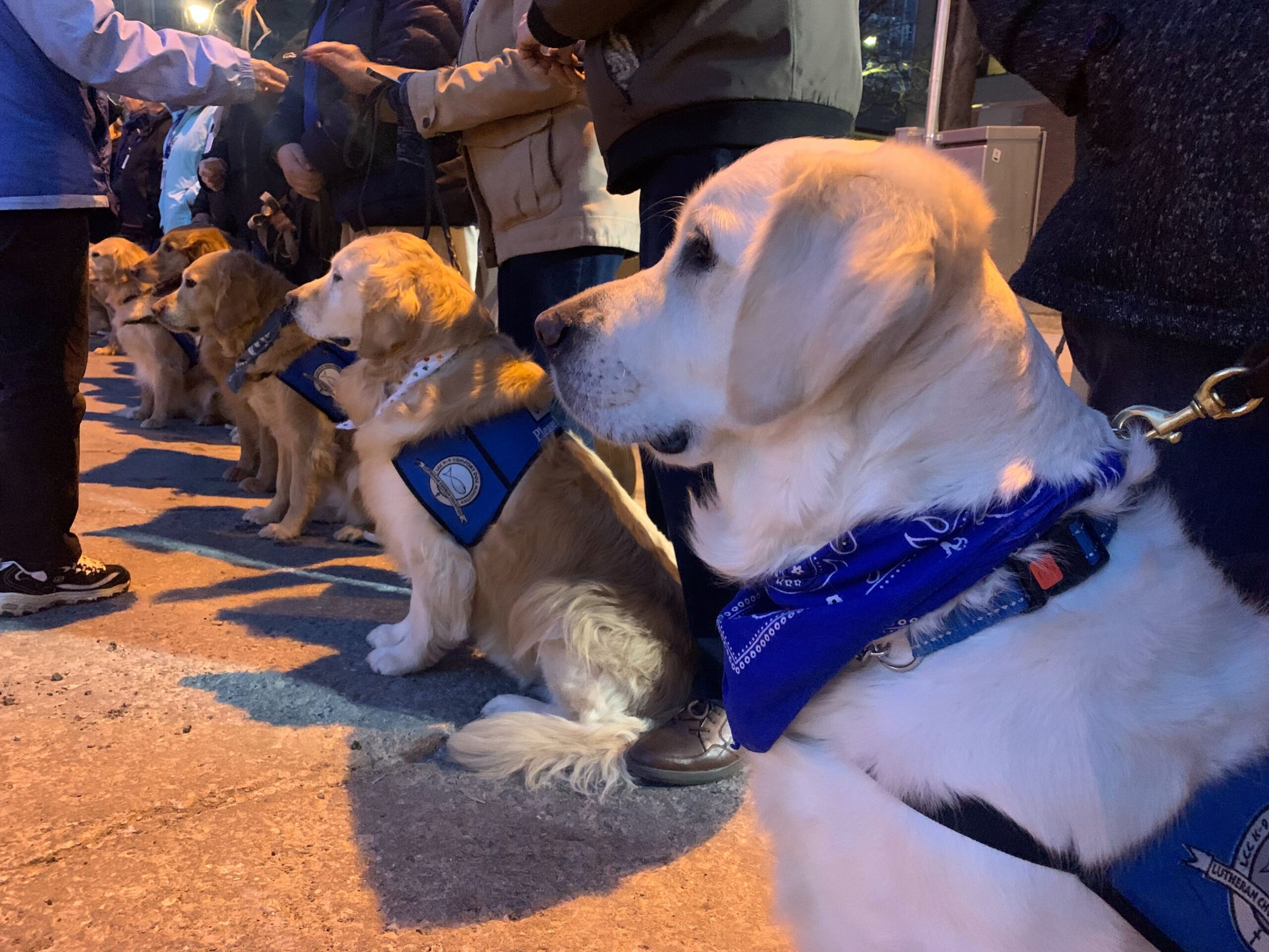 Dogs at Molson Coors vigil