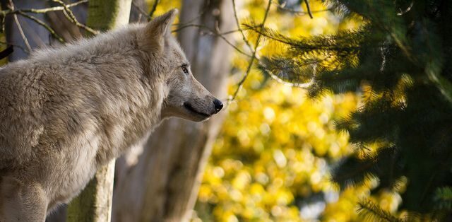 Federal wildlife regulators investigating 3 wolf killings in Wisconsin