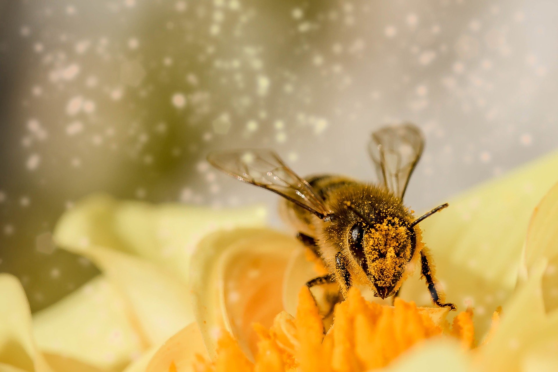 Bee in flower.