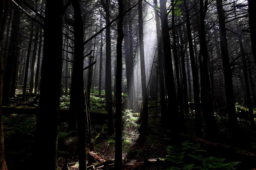 A shaft of light shines down through a dark forest