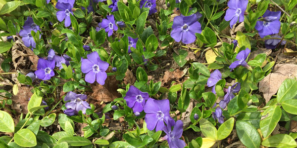 Vinca minor, also known as periwinkle, is a shade-loving ground-cover plant.