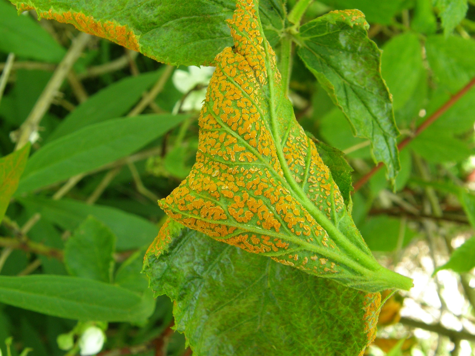 Orange rust disease on a blackberry plant.