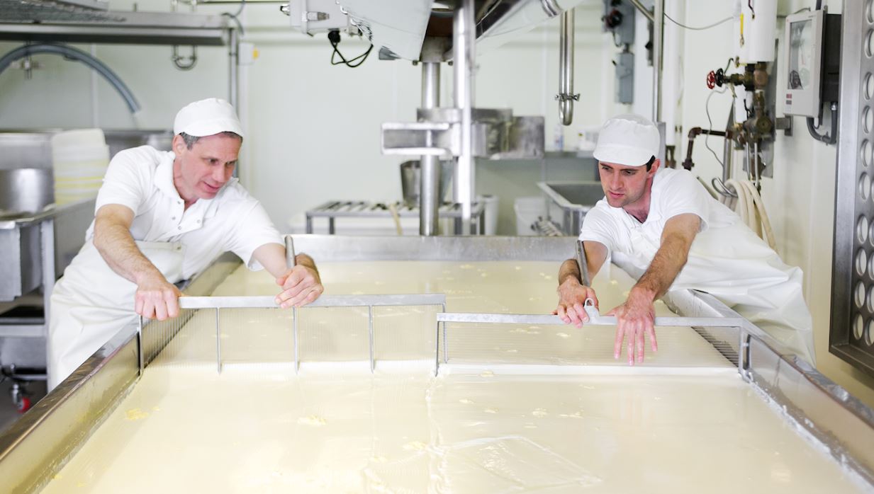 Two men in the process of making cheese