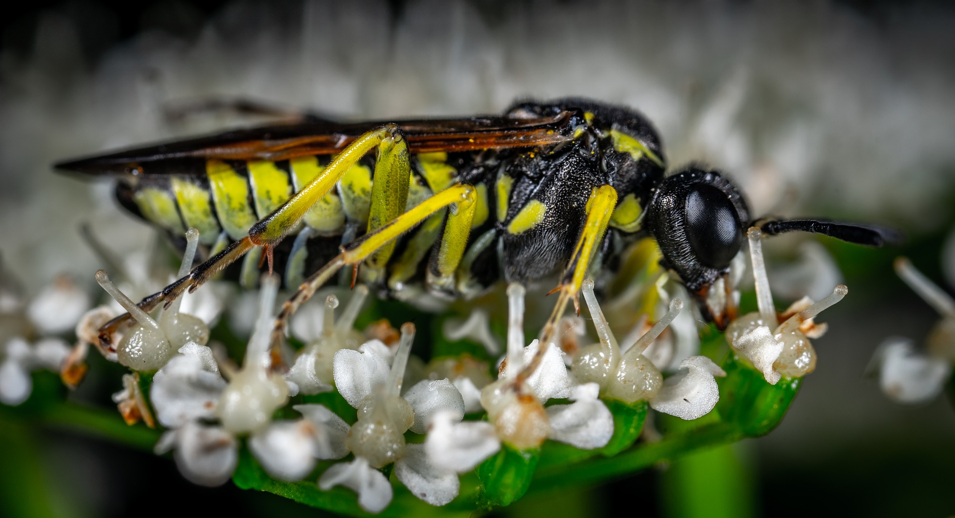 Sawfly resting on flower